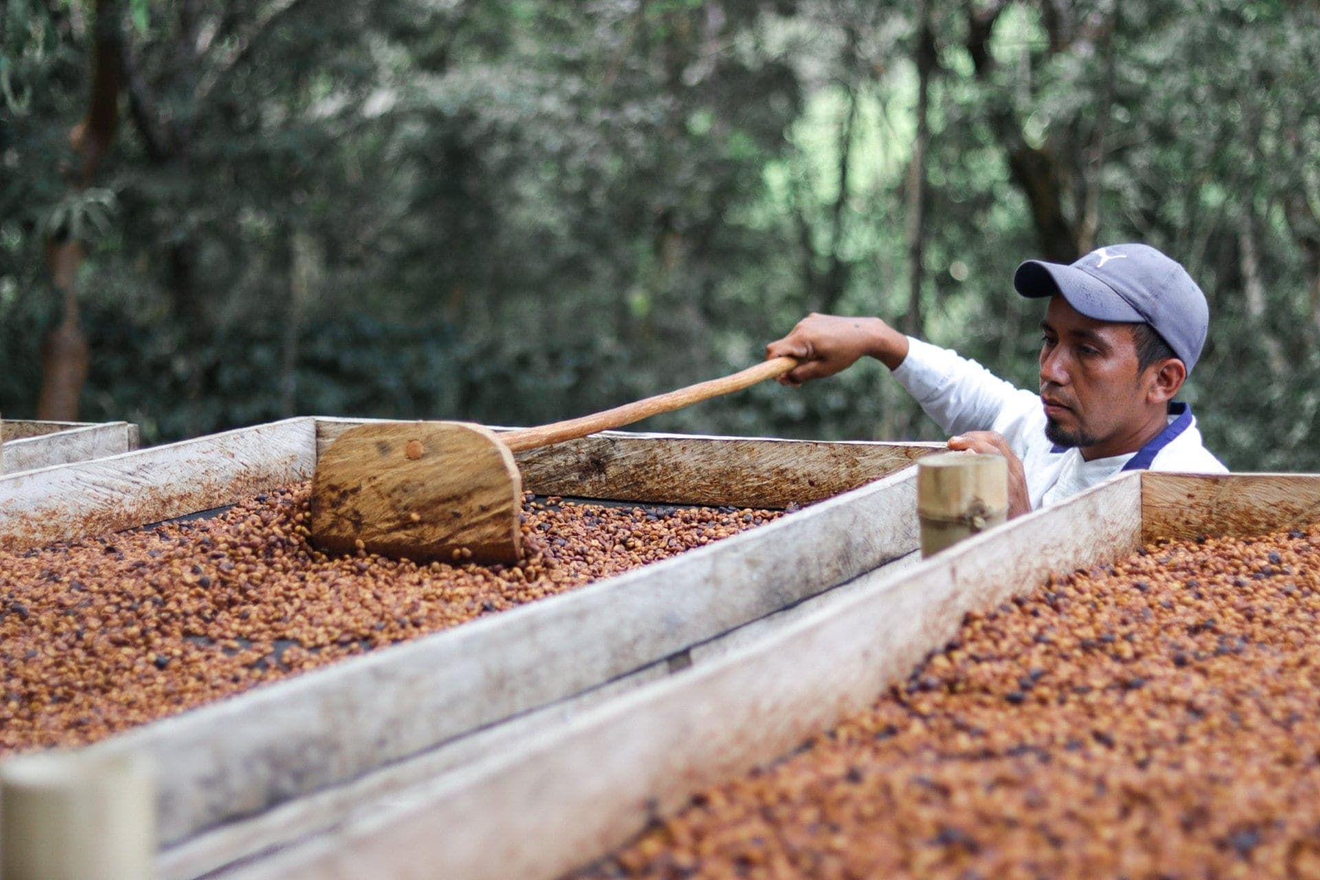 Coffee Farm
